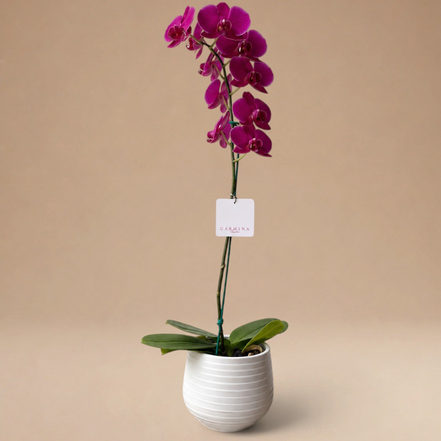 Orquídea Fucsia/Guinda de 1 Vara en Maceta de Loza Modelo Rayas Horizontales