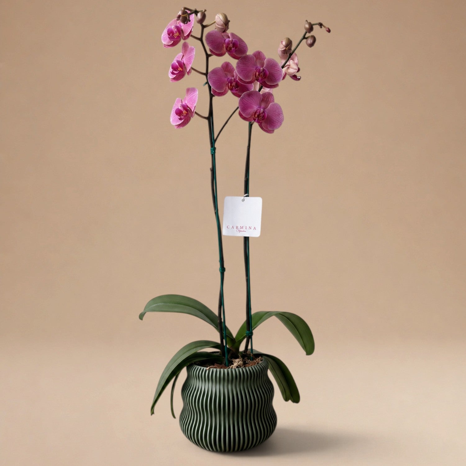 Orquídea Salmón de 2 Varas en Maceta 3D Modelo Bae Verde Olivo