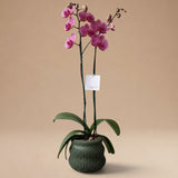 Orquídea Salmón de 2 Varas en Maceta 3D Modelo Bae Verde Olivo
