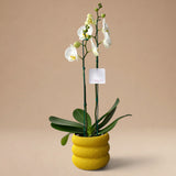 Orquídea Blanca de 2 Varas en Maceta 3D Modelo Bub Mostaza