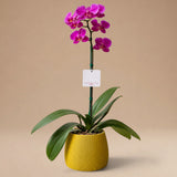 Orquídea Fucsia/Guinda de 1 Vara en Maceta 3D Modelo Blush Mostaza