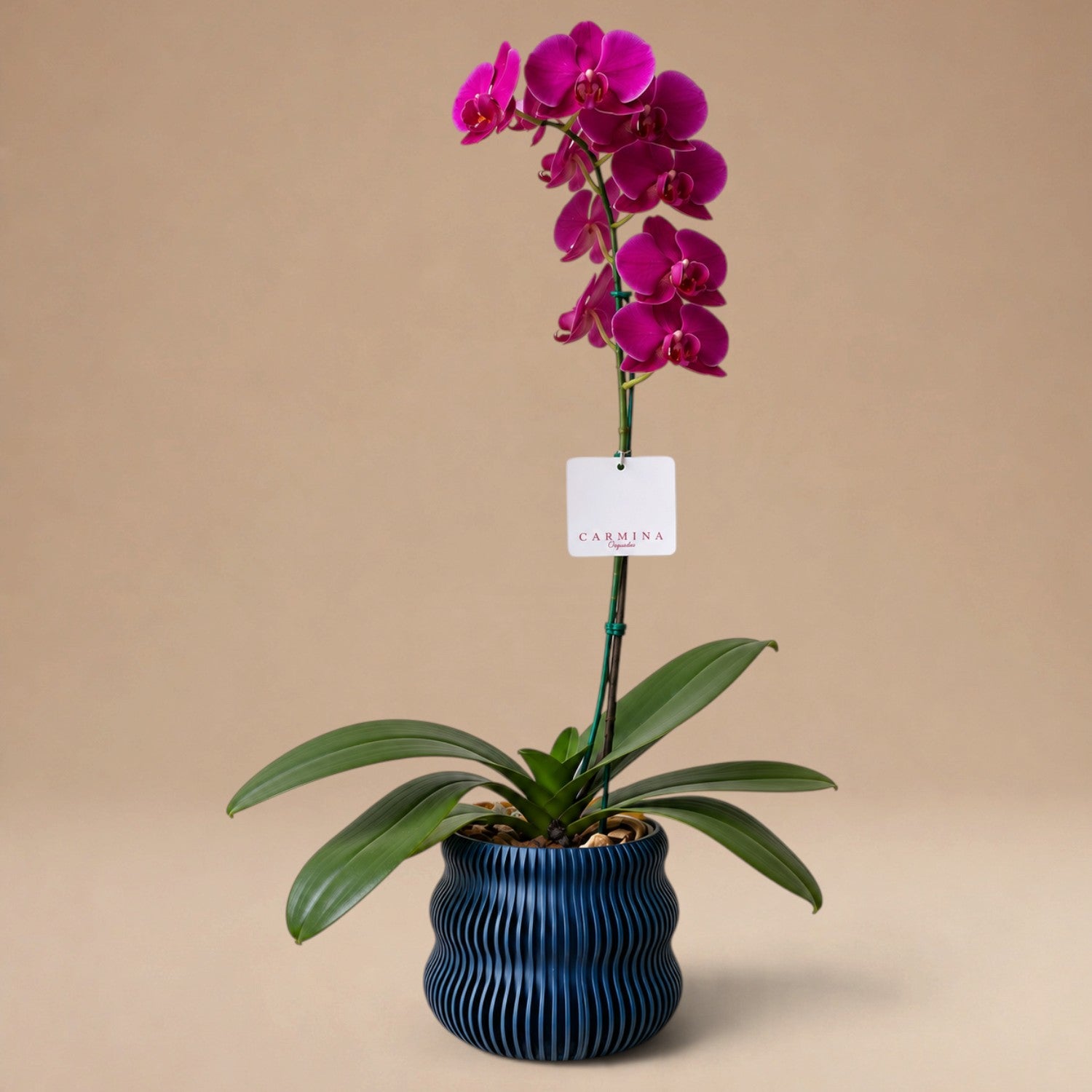 Orquídea Fucsia/Guinda de 1 Vara en Maceta 3D Modelo Base Azul