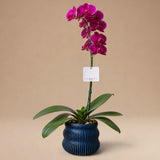 Orquídea Fucsia/Guinda de 1 Vara en Maceta 3D Modelo Base Azul