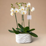 Arreglo de 2 Orquídeas Blancas de 2 Varas con Maceta de Loza Modelo Curvas
