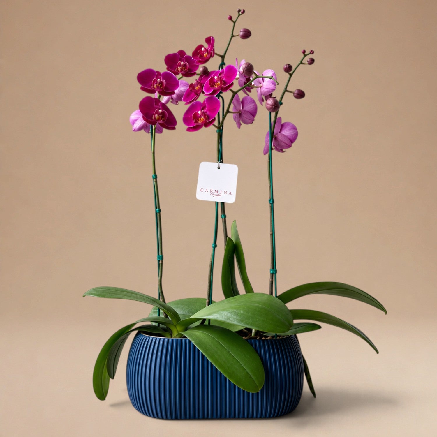 Arreglo de 2 Orquídeas Fucsias/Guindas de 2 Varas en Maceta 3D Azul