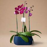 Arreglo de 2 Orquídeas Fucsias/Guindas de 2 Varas en Maceta 3D Azul