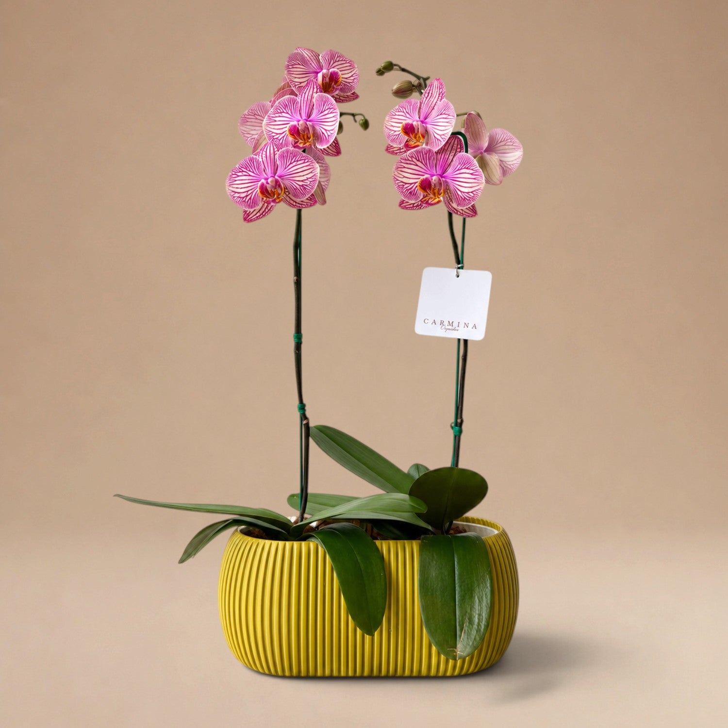 Arreglo de 2 Orquídeas Fucsias de Rayas de 1 Vara en Maceta 3D Mostaza