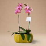 Arreglo de 2 Orquídeas Fucsias de Rayas de 1 Vara en Maceta 3D Mostaza
