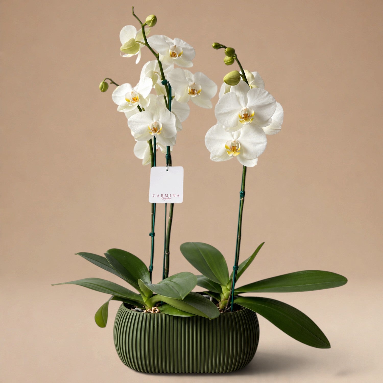 Arreglo de 2 Orquídeas Blancas de 2 Varas en Maceta 3D Verde Olivo