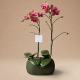 Arreglo de 2 Orquídeas Coral de 1 Vara en Maceta 3D Verde Olivo