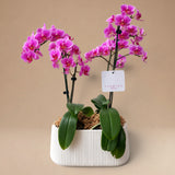 Arreglo de Dos Mini Orquídeas Fucsias en Maceta de Loza