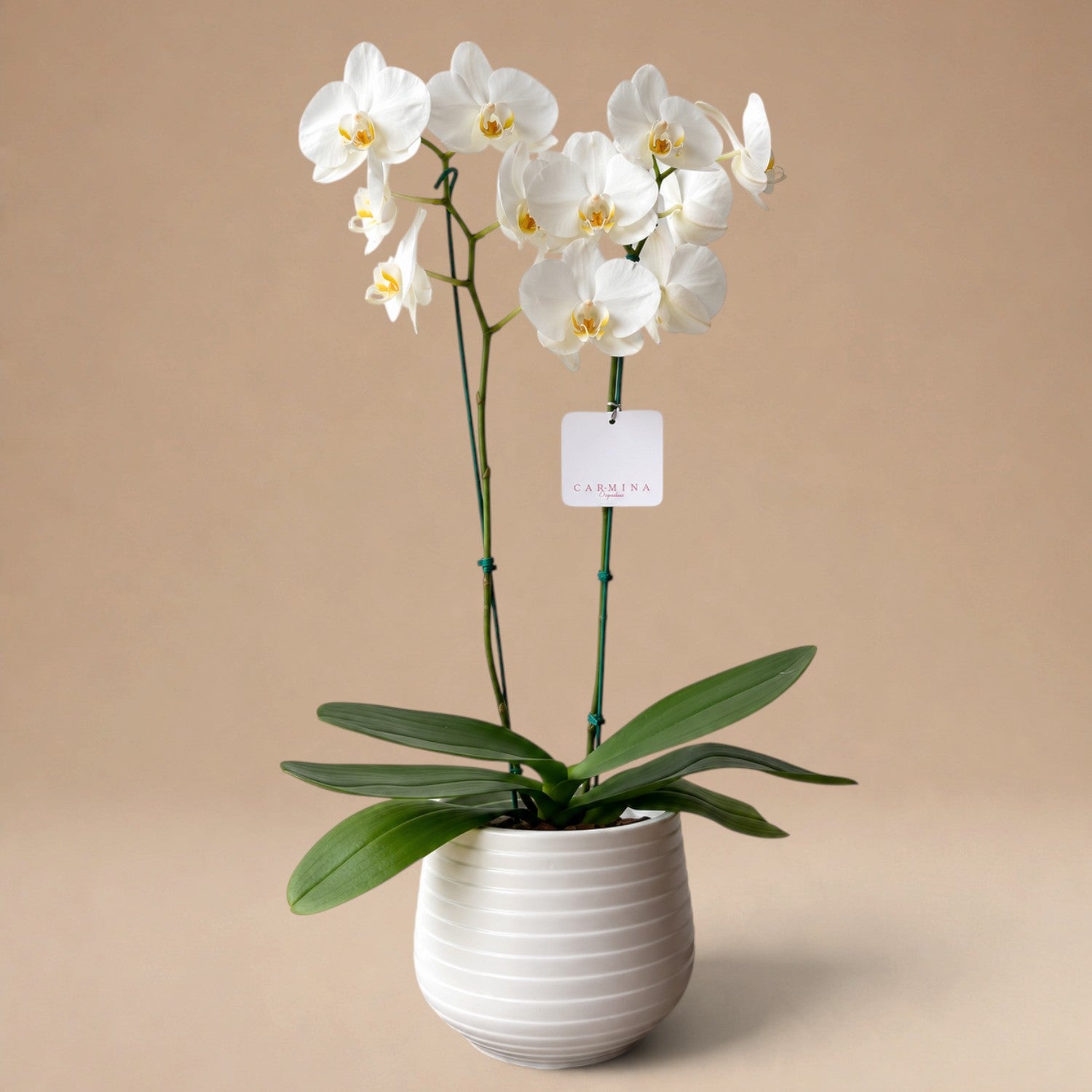 Orquídea Blanca de 2 Varas en Maceta de Loza Modelo Rayas Horizontales