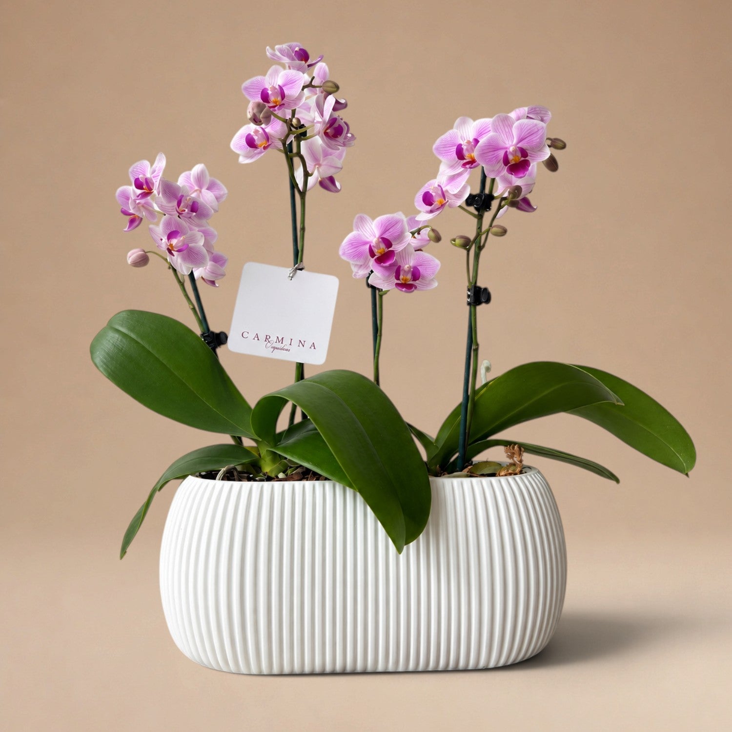 Arreglo de Dos Mini Orquídeas Fucsias en Maceta 3D Blanca