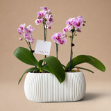 Arreglo de Dos Mini Orquídeas Fucsias en Maceta 3D Blanca