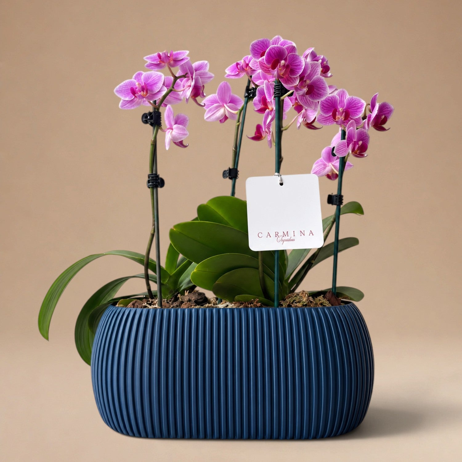 Arreglo de Dos Mini Orquídeas Fucsias en Maceta 3D Azul