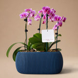 Arreglo de Dos Mini Orquídeas Fucsias en Maceta 3D Azul