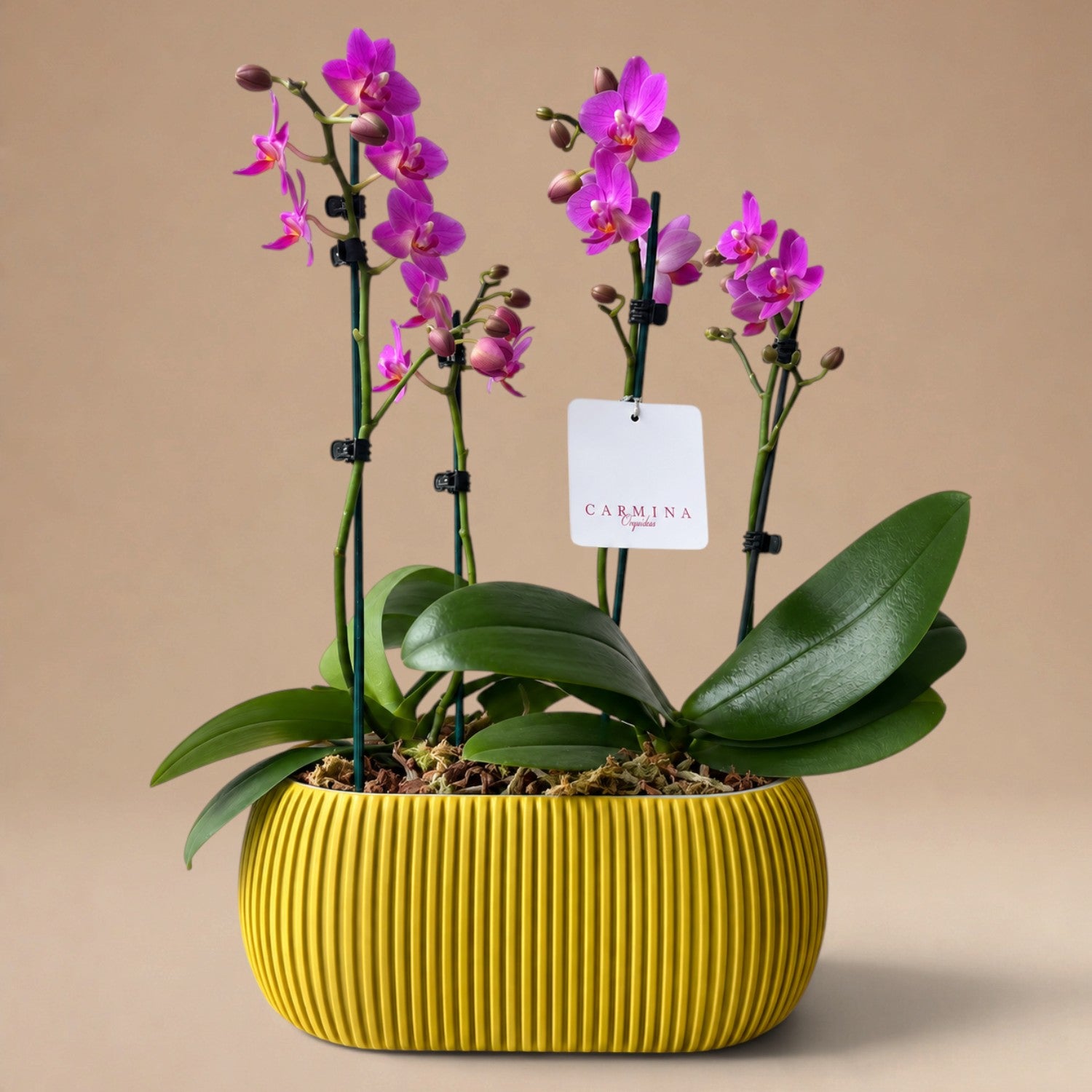 Arreglo de Dos Mini Orquídeas Fucsias en Maceta 3D Mostaza