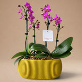 Arreglo de Dos Mini Orquídeas Fucsias en Maceta 3D Mostaza