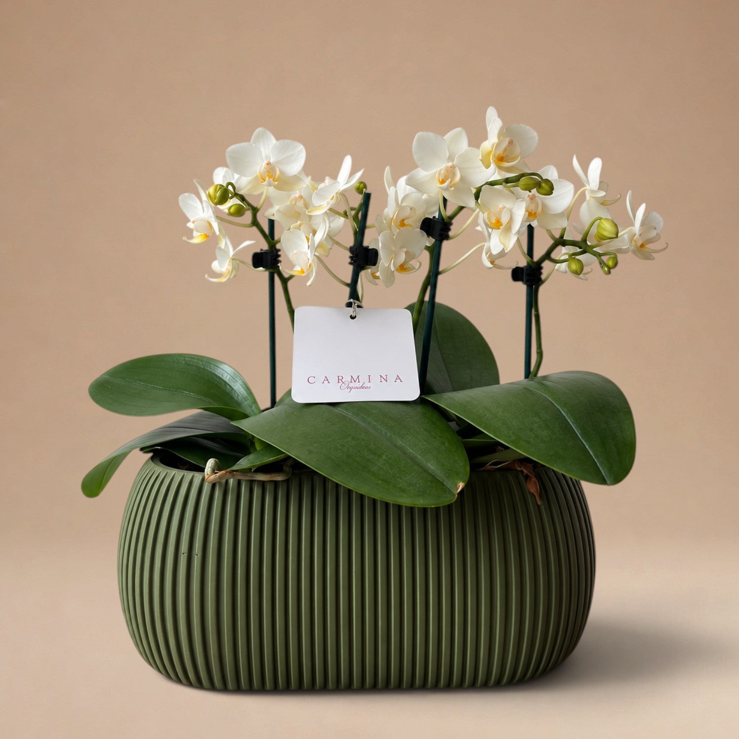 Arreglo de Dos Mini Orquídeas Blancas en Maceta 3D Verde Olivo