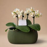 Arreglo de Dos Mini Orquídeas Blancas en Maceta 3D Verde Olivo