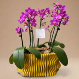 Arreglo de 3 Mini Orquídeas Fucsias en Maceta 3D Mostaza