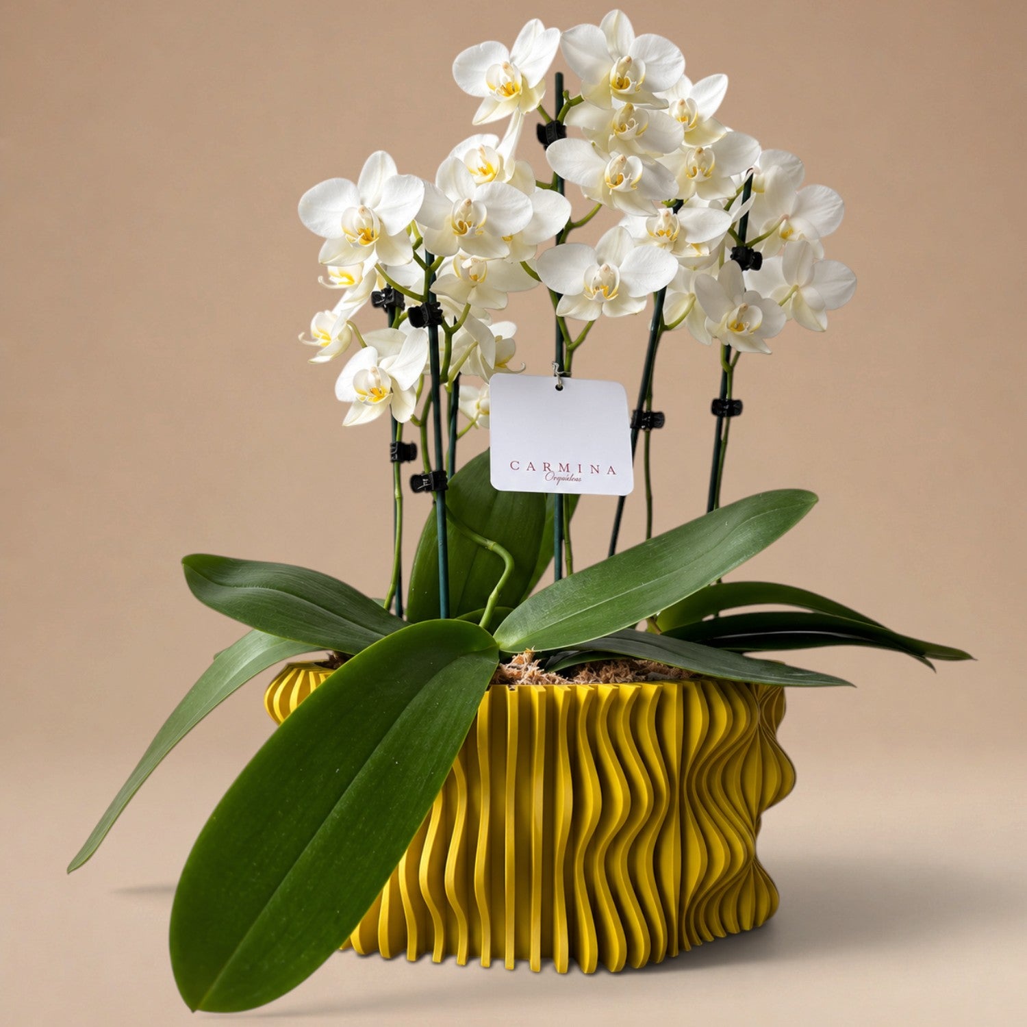 Arreglo de 3 Mini Orquídeas Blancas en Maceta 3D Mostaza