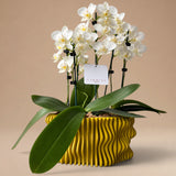 Arreglo de 3 Mini Orquídeas Blancas en Maceta 3D Mostaza