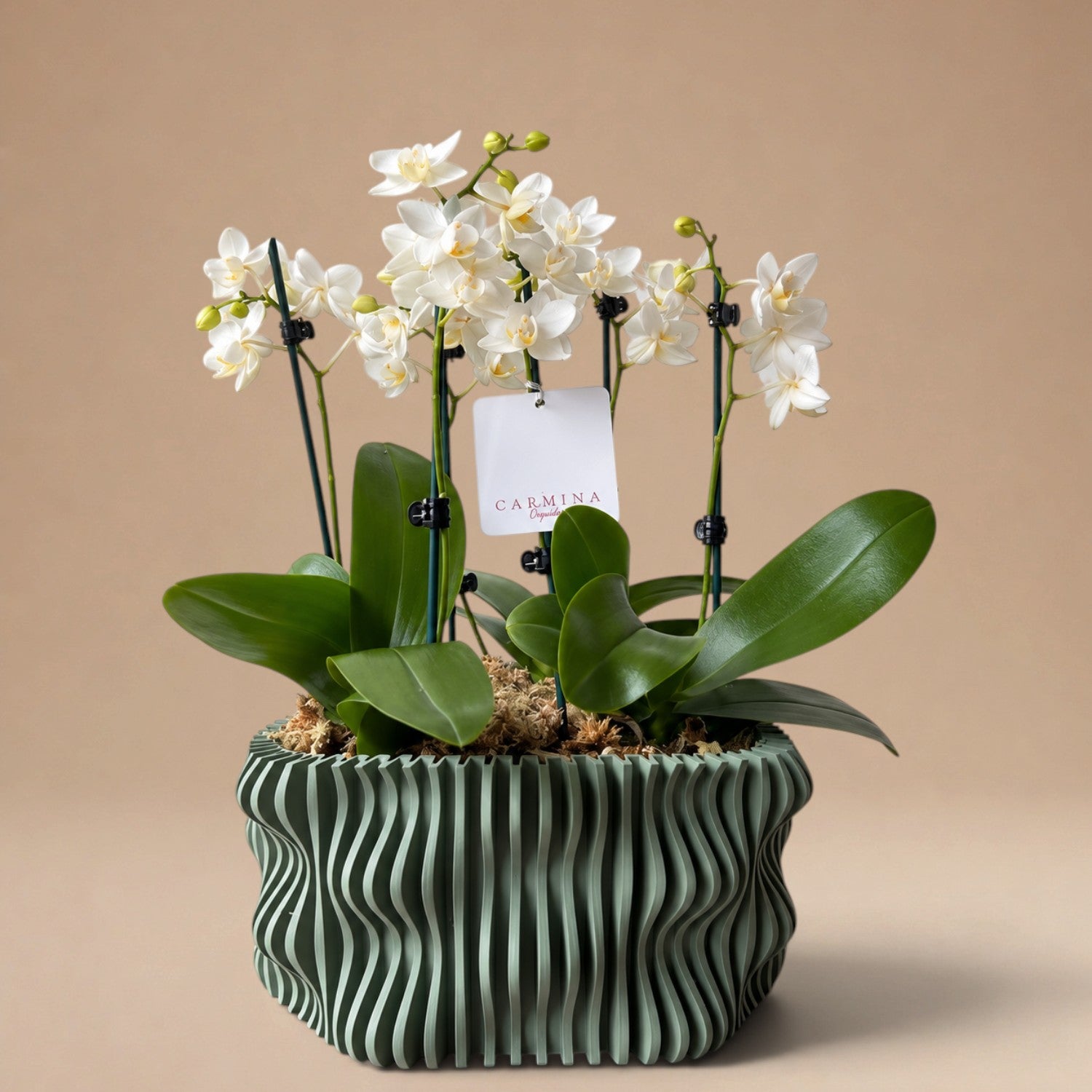 Arreglo de 3 Mini Orquídeas Blancas en Maceta 3D Verde Salvia