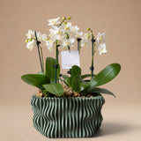 Arreglo de 3 Mini Orquídeas Blancas en Maceta 3D Verde Salvia