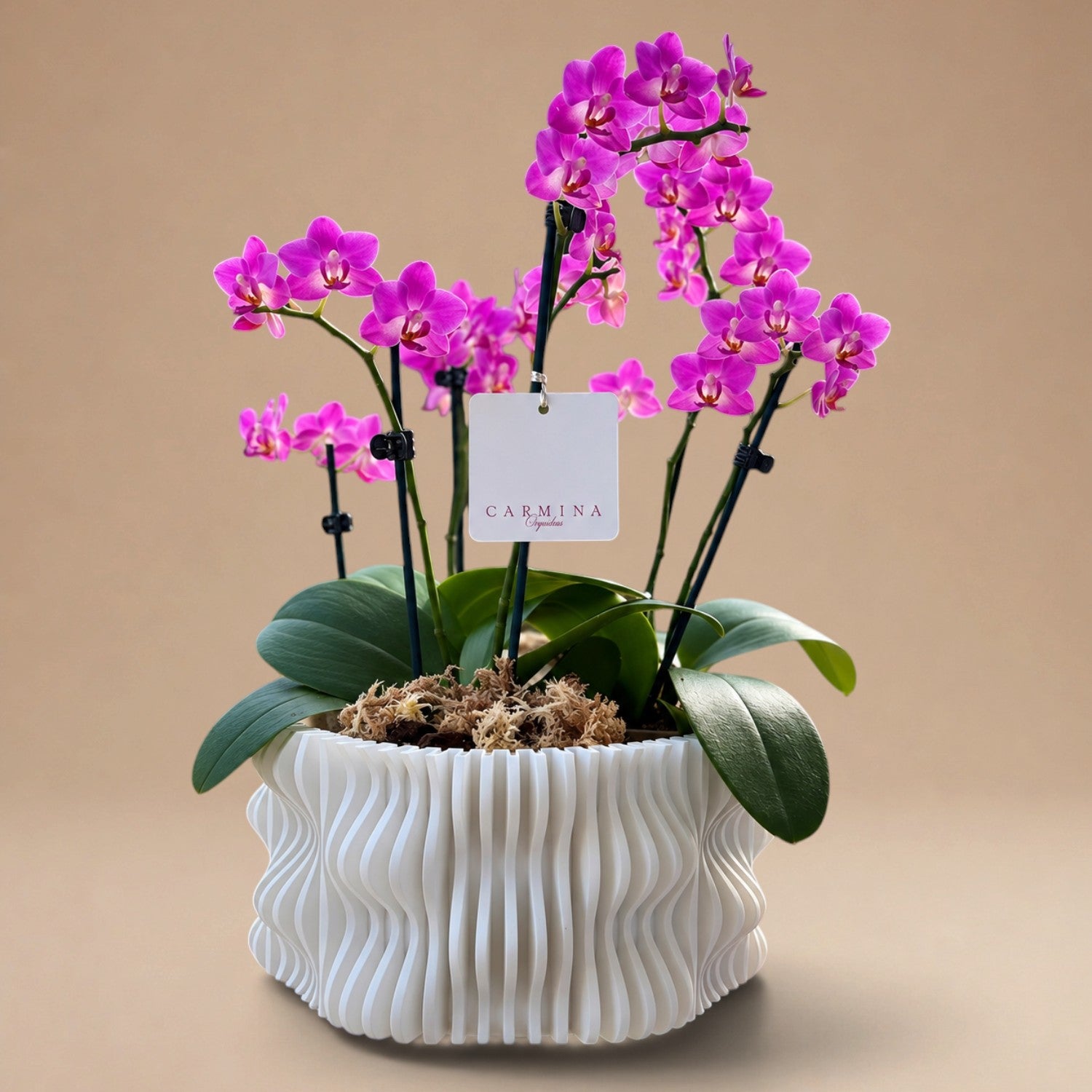 Arreglo de 3 Mini Orquídeas Fucsias en Maceta 3D Blanca