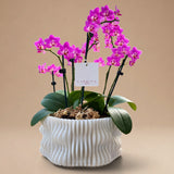 Arreglo de 3 Mini Orquídeas Fucsias en Maceta 3D Blanca