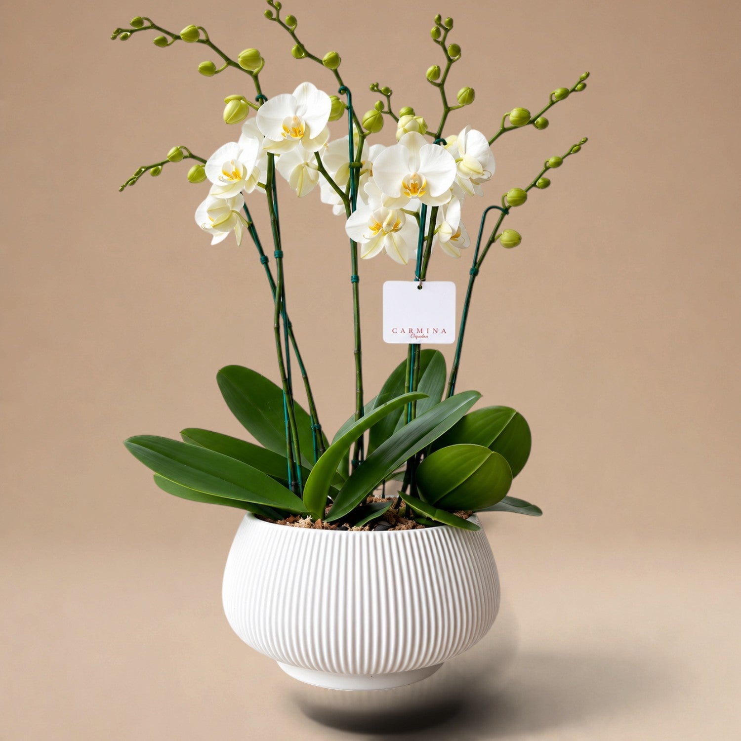 Arreglos de 3 Orquídeas Grandes Blancas en Maceta de Loza Plissé