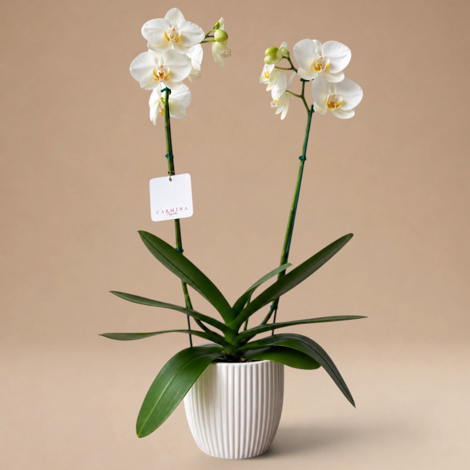 Orquídea Blanca de 2 Varas en Maceta de Loza Modelo Rayas Verticales 1