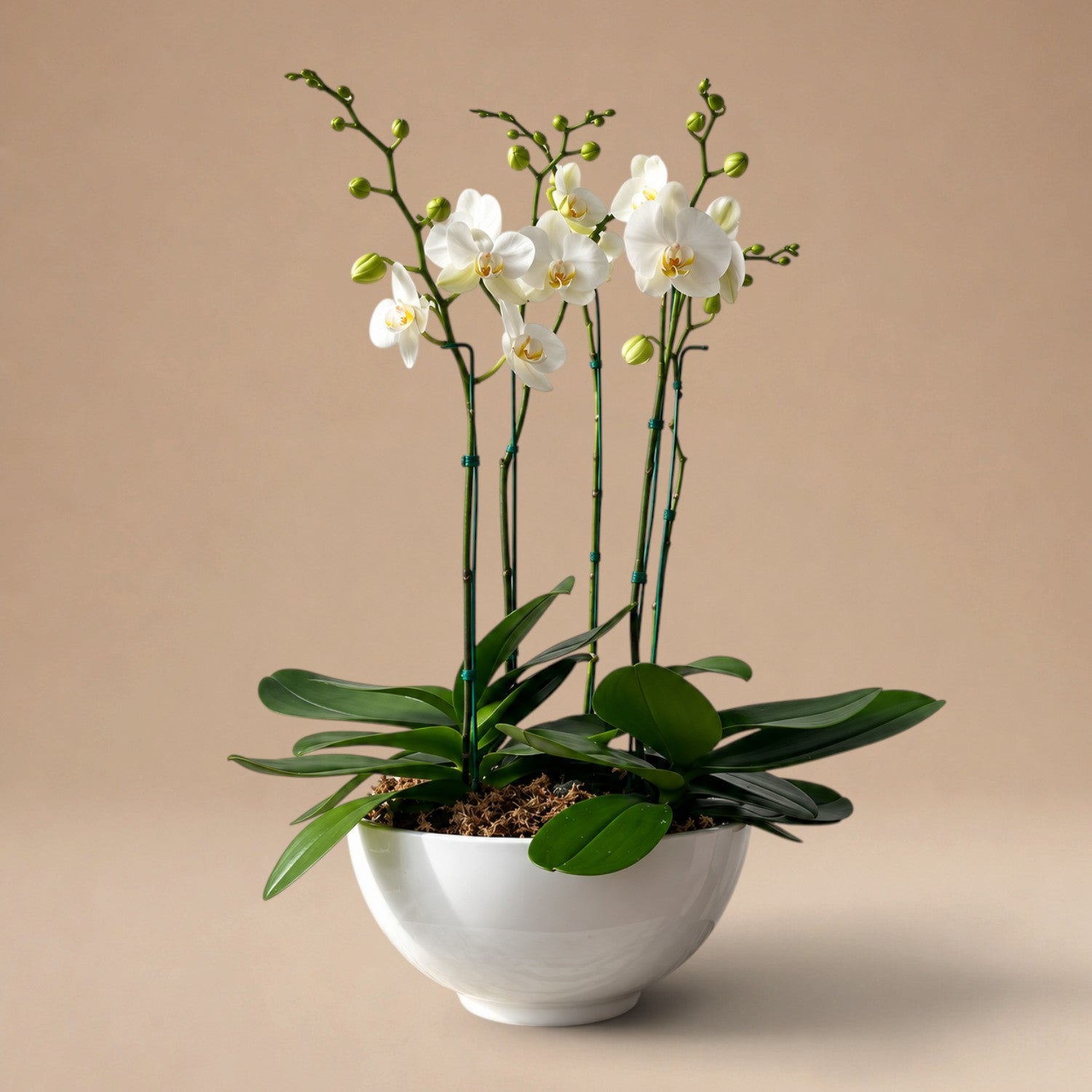 Arreglos de 4 Orquídeas en Maceta de Fibra de Vidrio Color Blanco