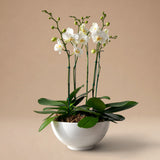 Arreglos de 4 Orquídeas en Maceta de Fibra de Vidrio Color Blanco
