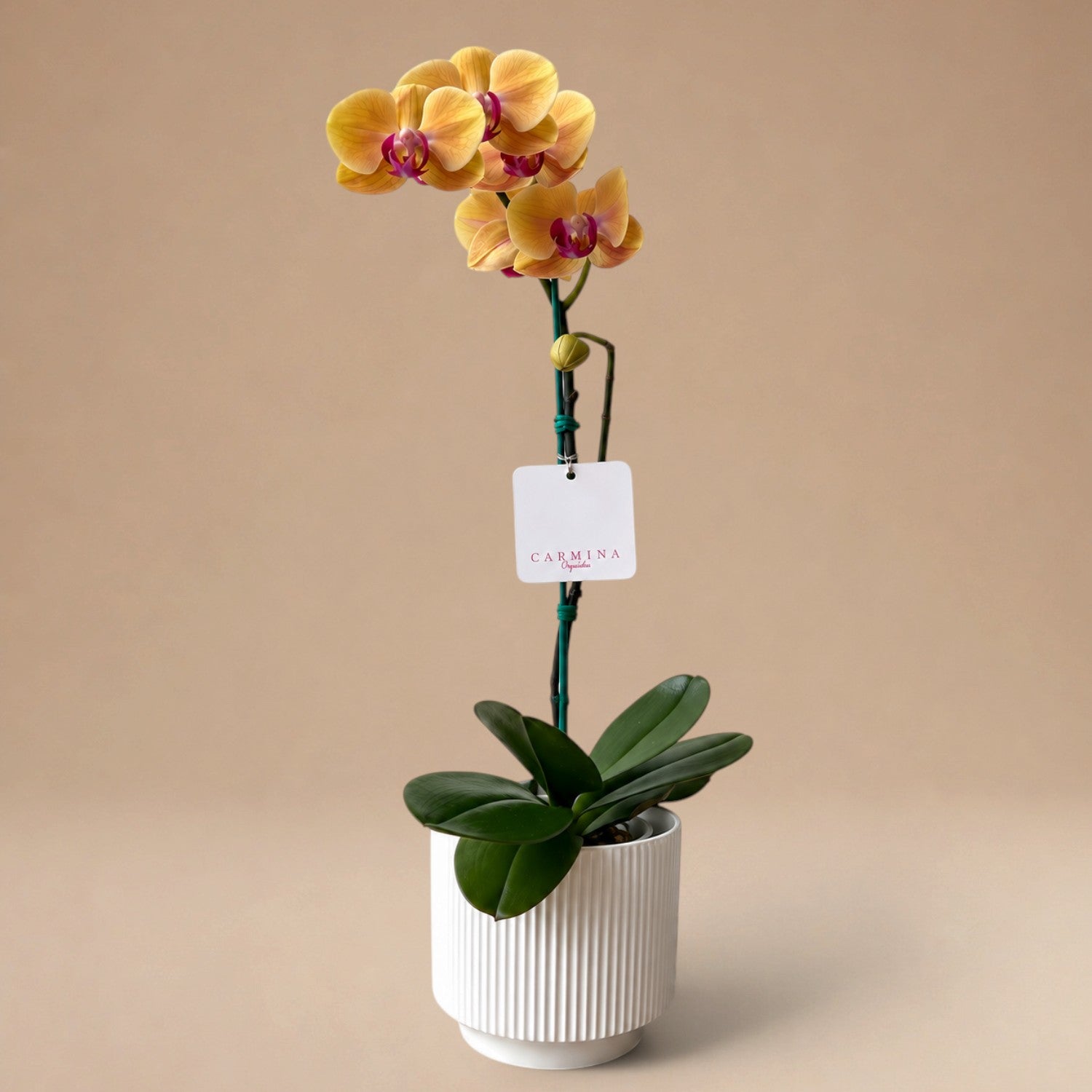 Orquídea Amarilla con Centro Fucsia de 1 Vara en Maceta de Loza Modelo Rayas Verticales 2