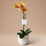 Orquídea Amarilla con Centro Fucsia de 1 Vara en Maceta de Loza Modelo Rayas Verticales 2