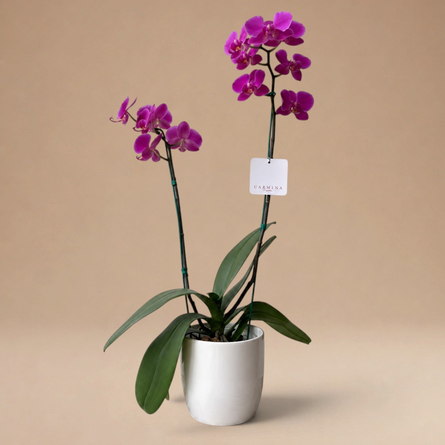 Orquídea Fucsia/ Guinda de 2 Varas en Maceta de Loza Llana