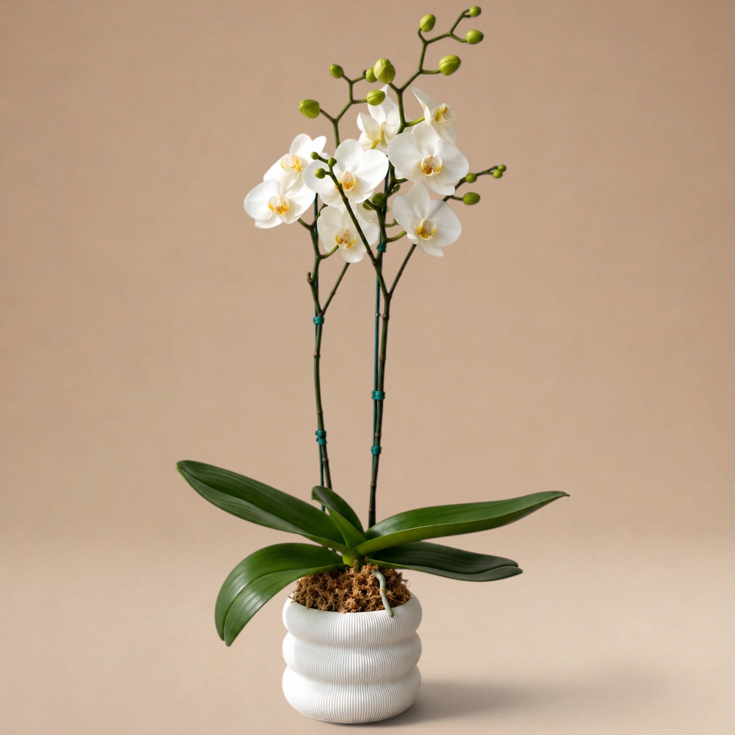 Orquídea Blanca de 2 Varas en Maceta 3D Modelo Bub Blanca