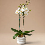 Orquídea Blanca de 2 Varas en Maceta 3D Modelo Bub Blanca