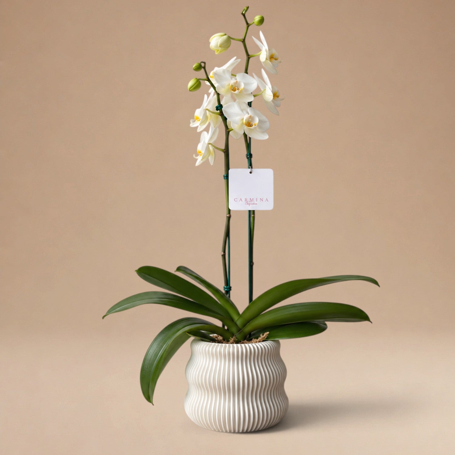 Orquídea Blanca de 2 Varas en Maceta 3D Modelo Base Blanca