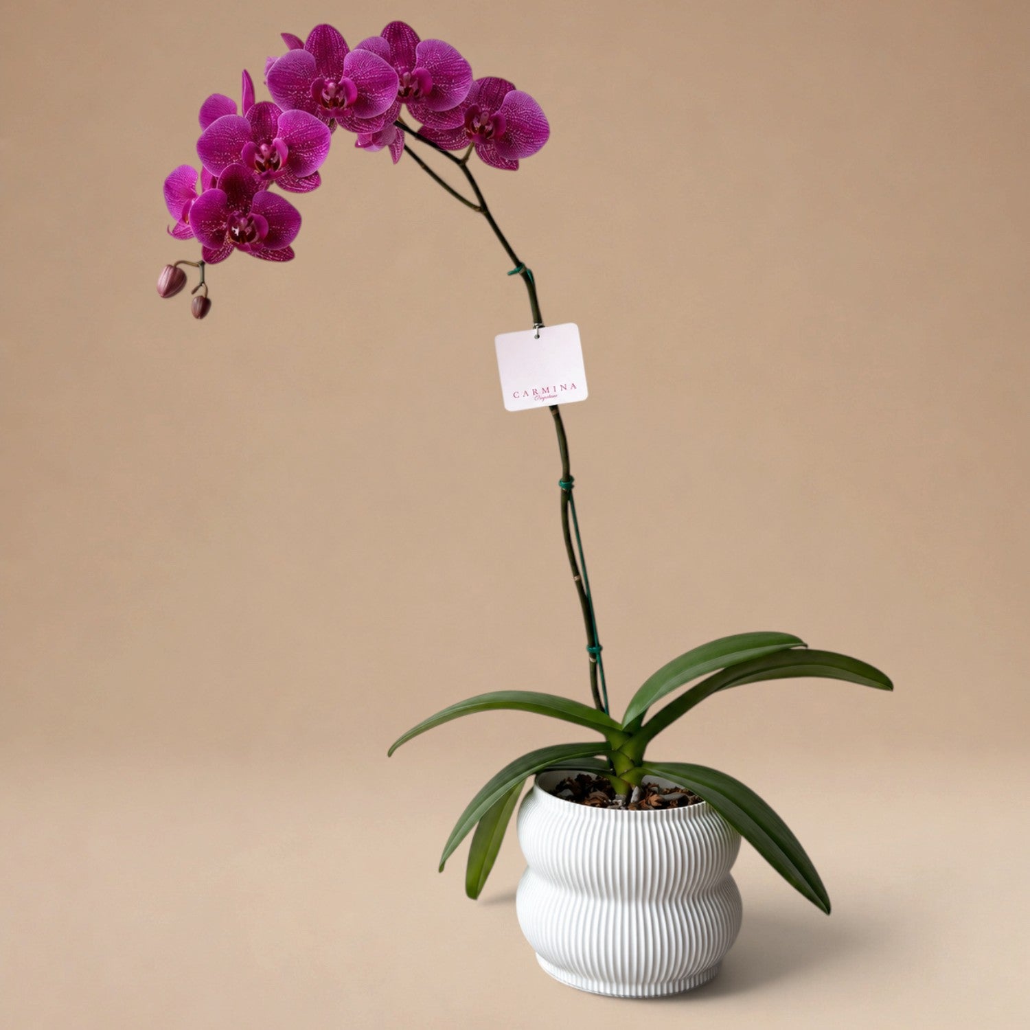 Orquídea Fucsia/Guinda de 1 Vara en Maceta 3D Modelo Home Blanca