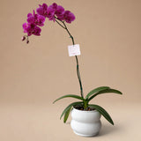 Orquídea Fucsia/Guinda de 1 Vara en Maceta 3D Modelo Home Blanca