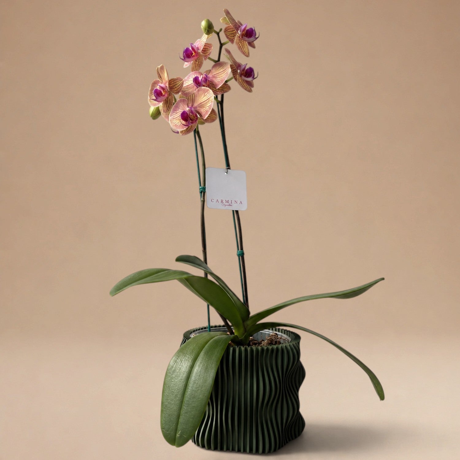 Orquídea de 2 Varas Amarilla Rayas Fucsias en Maceta 3D Modelo Spin Verde Olivo