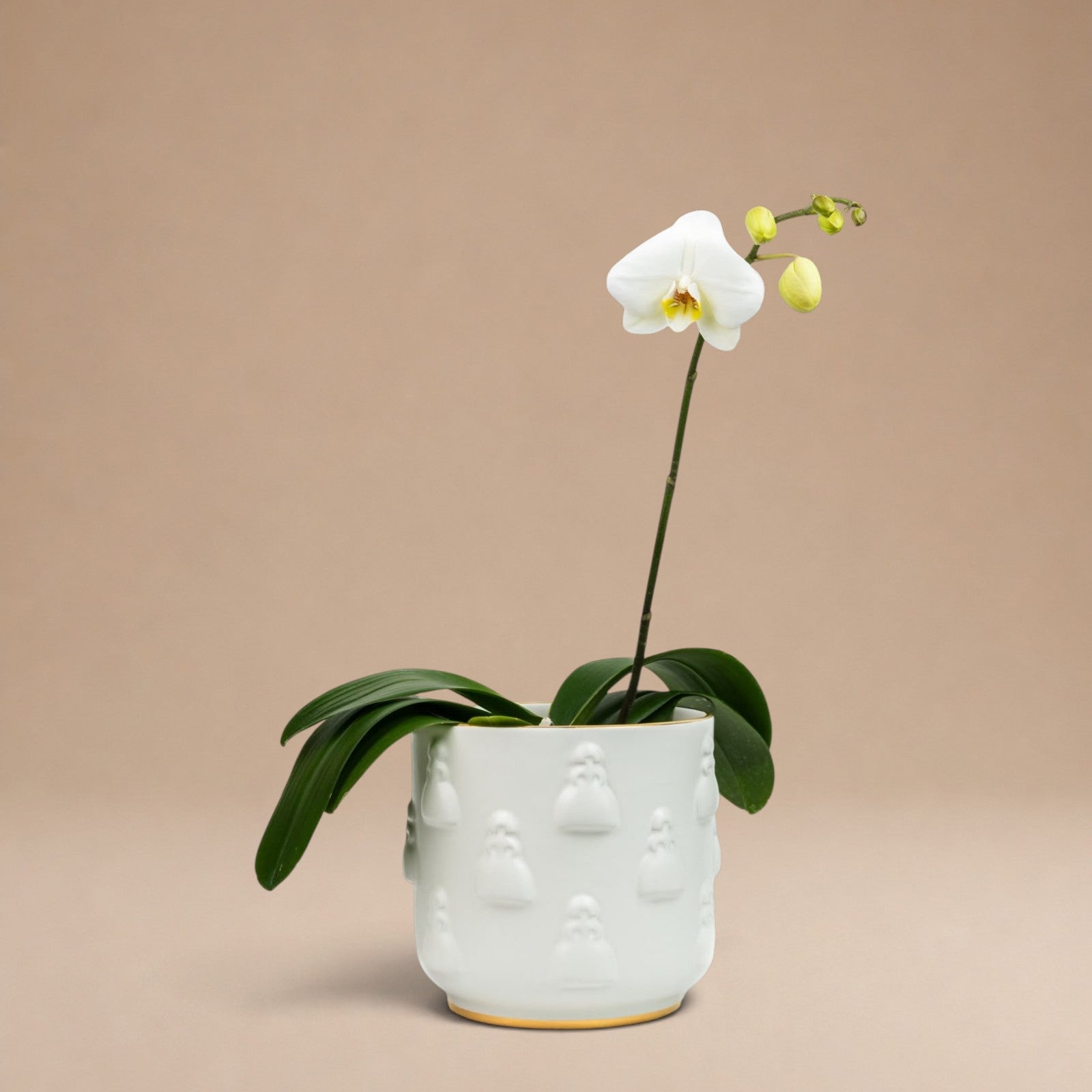 Porta Orquídea de Meninas Miniatura con Oro