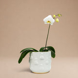 Porta Orquídea de Meninas Miniatura con Oro