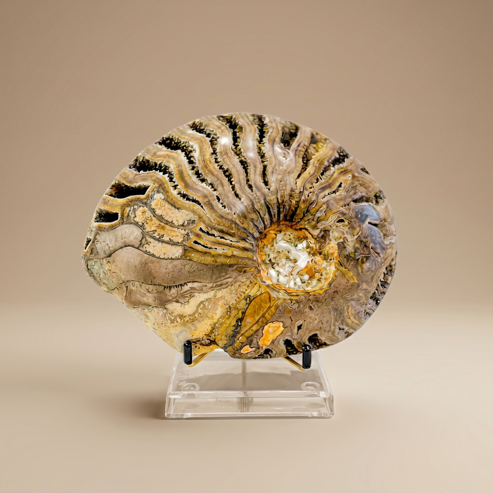 Escultura Amonita
